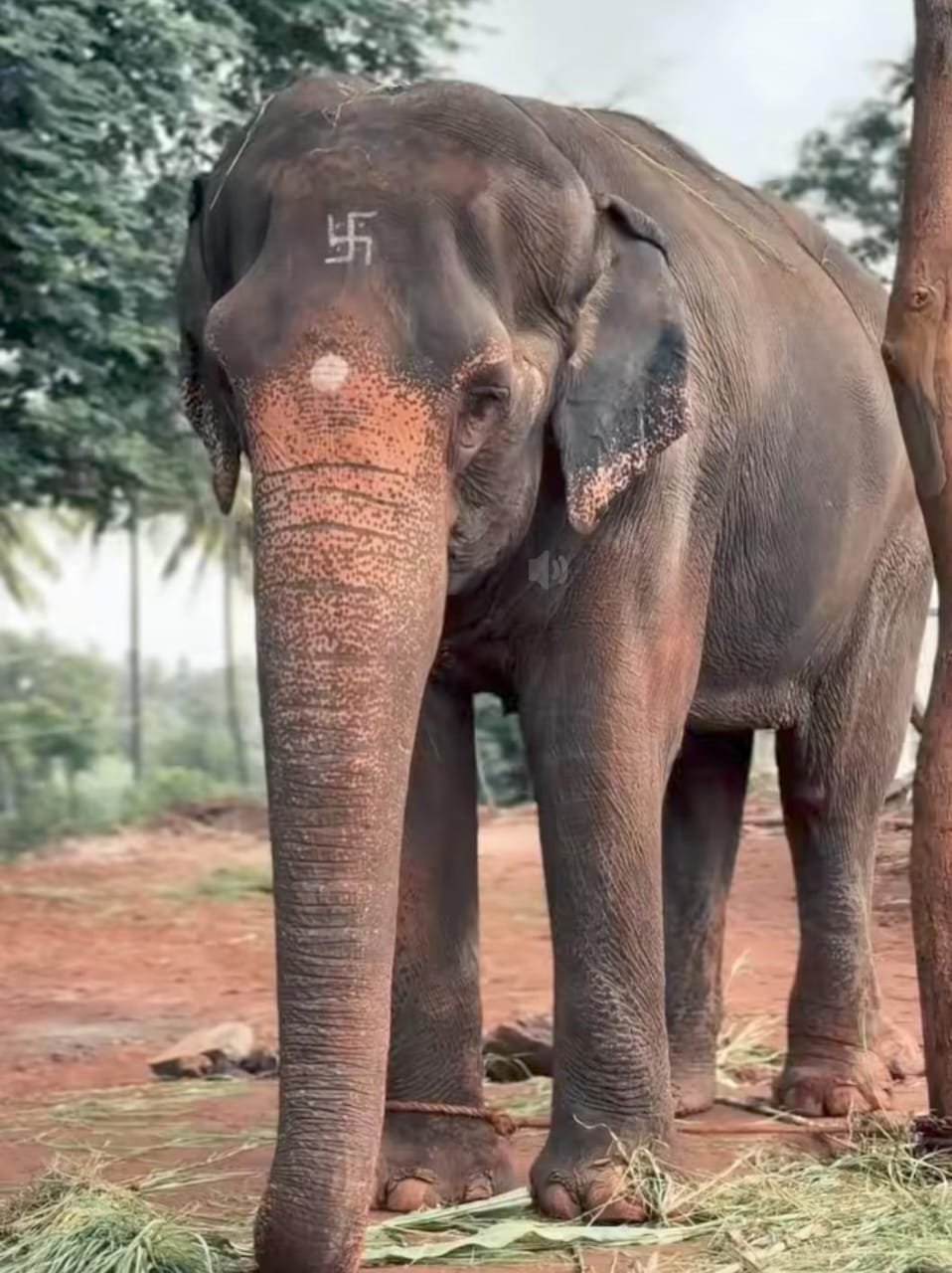 वनतारा ची टीम आज शुक्रवारी दुपारी नांदणीत येणार